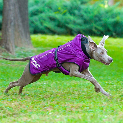 Ropa Impermeable y Reflectante para Mascotas - Diseño Elegante y Funcional - Image 8