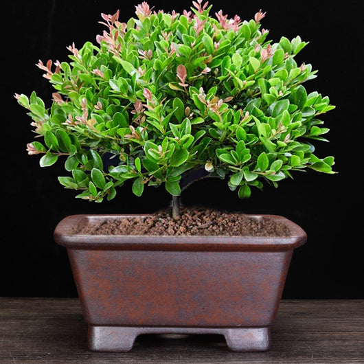 Maceta Orquídea Yixing Cerámica Púrpura - Diseño Minimalista para el Hogar - Image 4