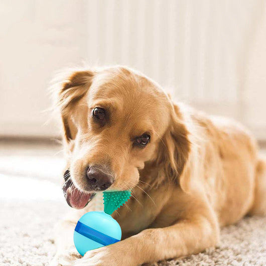 Light blue pet food dispensing ball toy with a translucent blue band and a green cactus-shaped top.