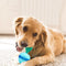 Brinquedo de Bola Comedouro Interativo Anti-Derramamento para Pets
