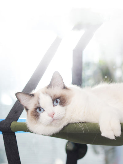 Hamaca para Gatos para Ventana con Ventosas de Succión - Image 3