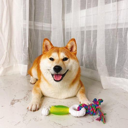 Juguete Masticable para Molares Shiba Inu - Entrenamiento Dental - Image 8