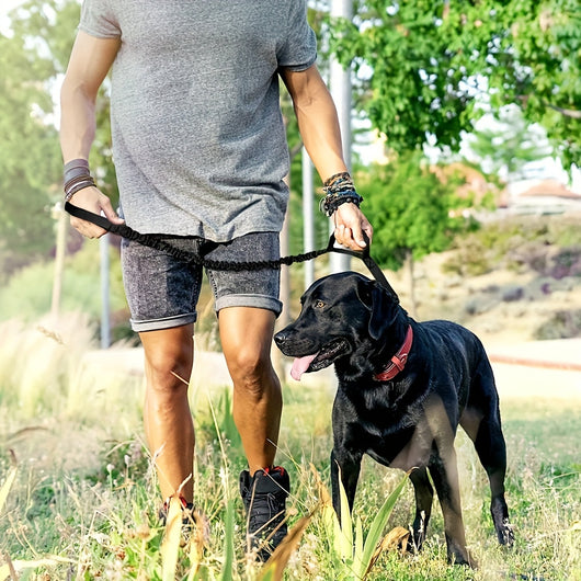 Correa Retráctil de Seguridad para Perros Grandes - Tecnología Antiroturas - Image 3
