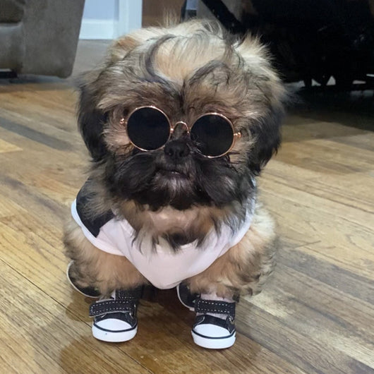 Zapatos Teddy para Perros Pequeños - Todas las Estaciones