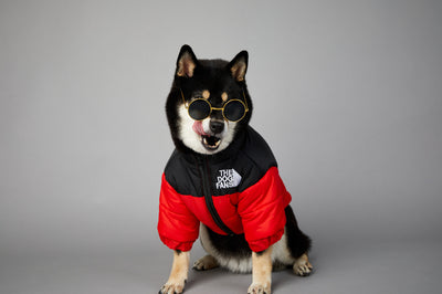 Abrigo Impermeable y Cortavientos para Perros - Ropa de Invierno Acolchada - Image 37