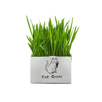 Pasto Orgánico Sin Tierra para Gatos - Limpieza Oral Natural - Image 11