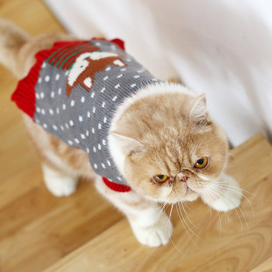 Suéter Gato Azul Británico para Otoño e Invierno - Image 16