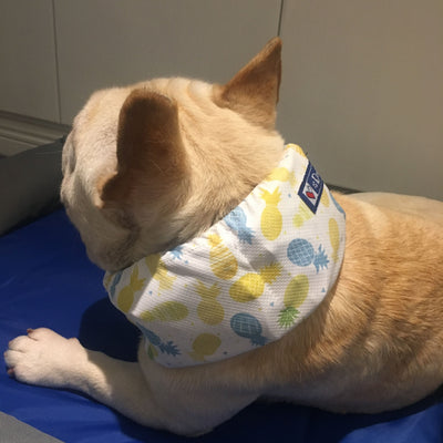 Pañuelo Refrescante para Perros - Bandana Enfriadora AntiCalor - Image 13
