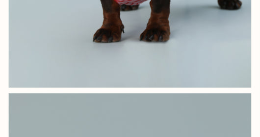 Chaleco sin Mangas para Perro Pequeño Rayas Rojo - Image 9