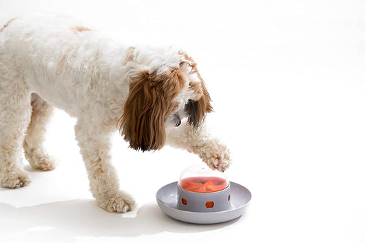 Comedero Automático Inteligente Anti-Derrames para Mascotas - Image 13