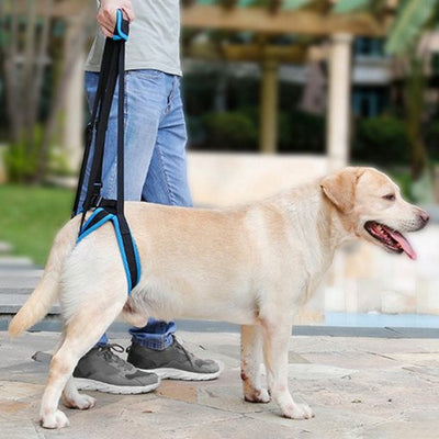 Arnés de Apoyo para Caminar Perros - Image 10