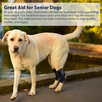 Arnés de Soporte para Patas Traseras en Perros - Image 11