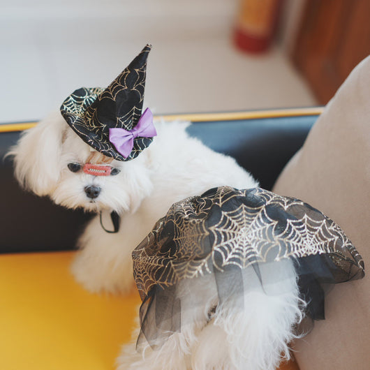 Disfraz Halloween para Mascotas - Sombrero Araña y Capa para Perros y Gatos - Image 6
