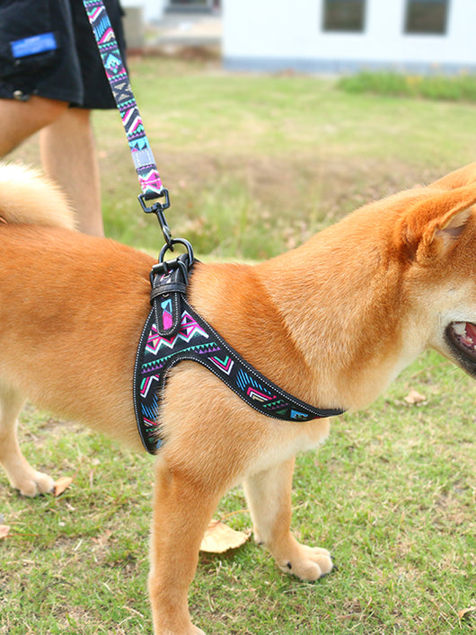Correa Colorida Antiexplosión para Perros Pequeños y Medianos - Image 7