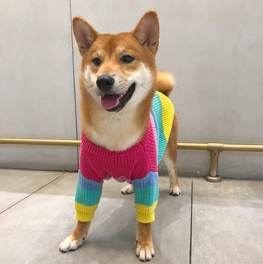 Suéter Arcoíris para Perros Pequeños y Cachorros - Image 13