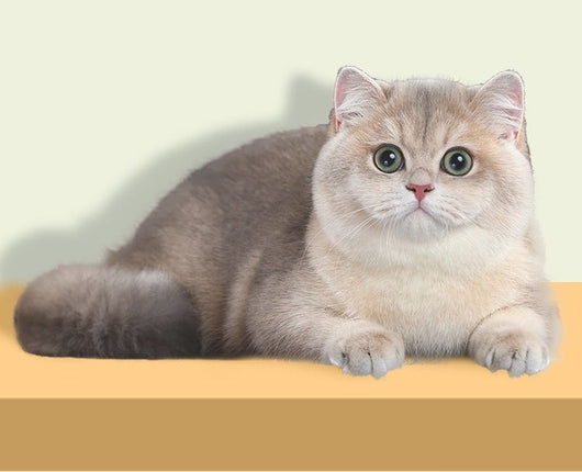 Peine Deslanador para Gatos - Removedor de Nudos y Pelo de Un Click - Image 14