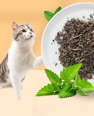 Pure Cat Mint Powder pouch with two kittens, a green leaf graphic, and a window showing dried catnip leaves. Label reads 'Catnip Leaves' and '5g'. - Image 10