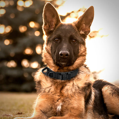 Collar de Nylon para Perros Medianos y Grandes - Image 9