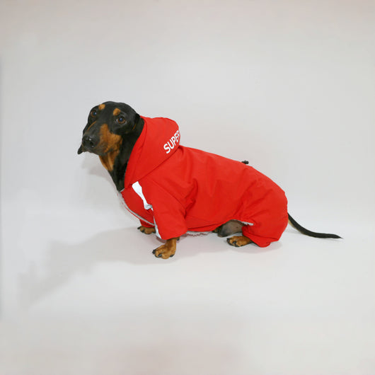Abrigo Reflectante para Mascotas - Ropa Térmica Impermeable para Perros y Gatos - Image 12
