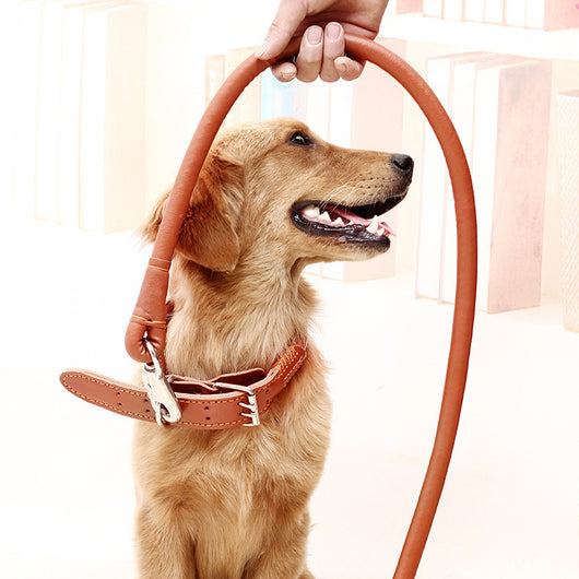 Juego de Correa de Tracción y Paseo para Perros - Image 9