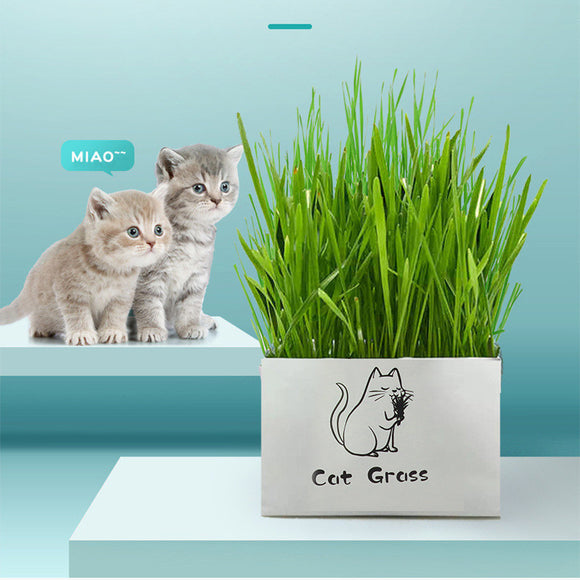 Pasto Orgánico Sin Tierra para Gatos - Limpieza Oral Natural