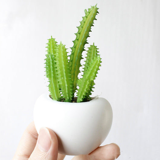 Imanes Decorativos de Suculentas para Refrigerador - Mini Plantas Magnéticas - Image 12