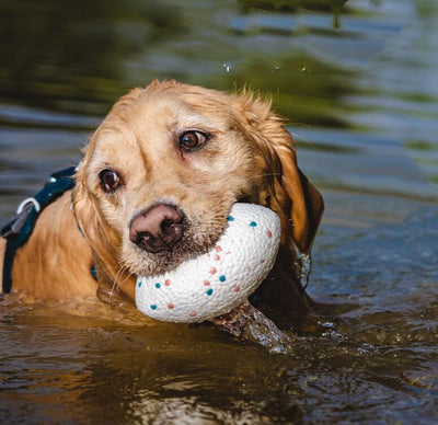 Golden retriever dog swimming in water, holding a white, textured, rugby-shaped pet chewing toy with pink and blue dots.