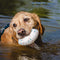 Pelota de Fútbol Resistente para Perros - Juguete Masticable Duradero