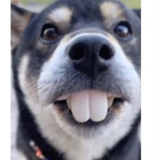 Juguete Mordedor Corgi con Dientes Falsos Divertidos para Perros - Image 3