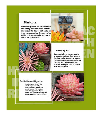 Maceta Decorativa con Suculentas - Miniatura de Jardín y Bonsái - Image 22