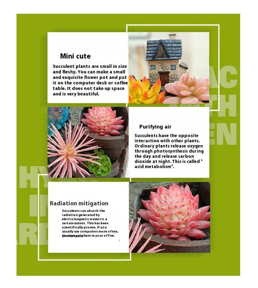 Maceta Decorativa con Suculentas - Miniatura de Jardín y Bonsái - Image 22