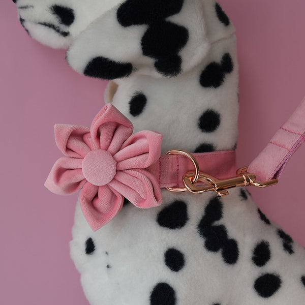 Collar para Perro de Plumón de Ganso con Hebilla Oro Rosa