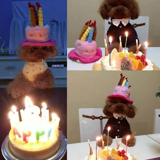 Gorro de Cumpleaños para Perros - Regalo Festivo Adorable - Image 8