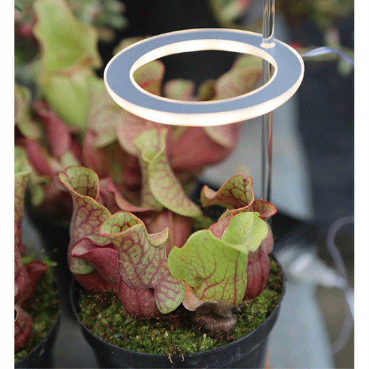 Lámpara LED de Espectro Completo para Plantas y Suculentas - Image 8