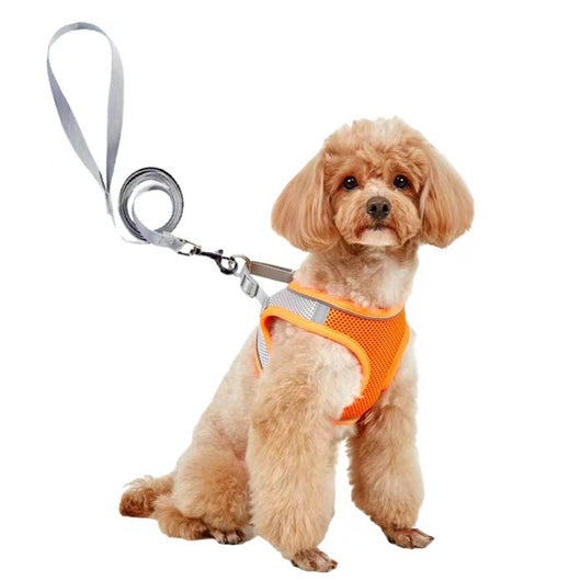 Small light brown poodle wearing an orange mesh dog vest harness with reflective trim and a retractable leash. - Image 6