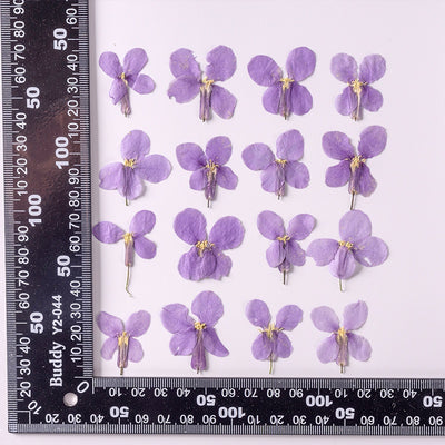 Flores Secas de Orquídea Violeta Premium - Image 6