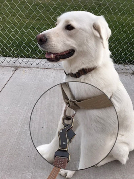 Cinturón de Entrenamiento para Perros con Correa de Sujeción Segura - Image 12