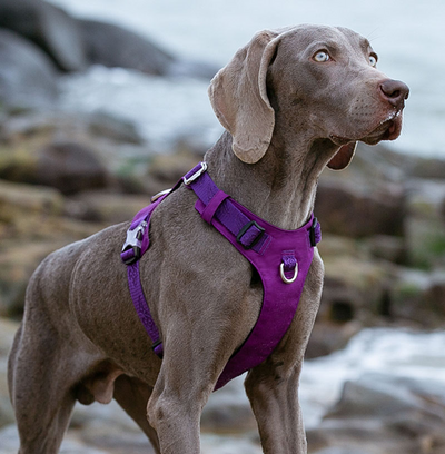 Arnés de Tracción para Perros Grandes con Correa de Paseo - Image 12