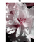 Diamante Quadrado G 20 X 30