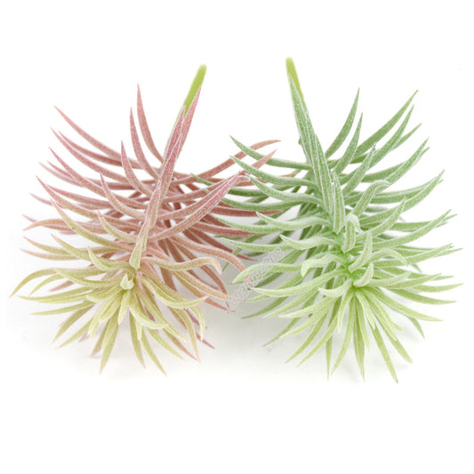 Flores Suculentas Decorativas en Maceta - Accesorios DIY para Arreglos Florales
