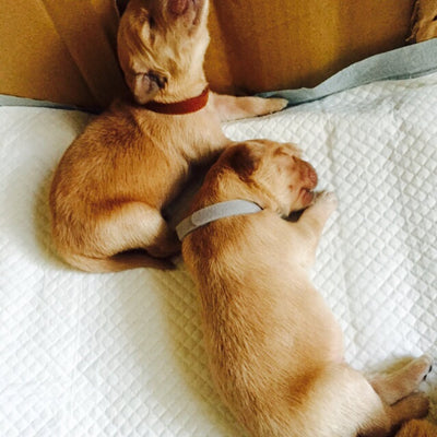 Collares de Identificación para Cachorros Recién Nacidos (Paquete de 12) - Image 14