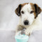 Kit DIY Huella de Mascota - Memorial Personalizado