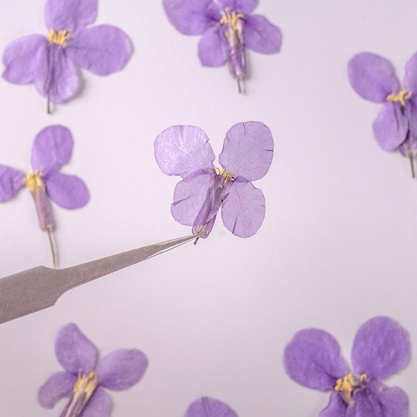 Flores Secas de Orquídea Violeta Premium