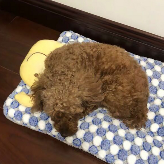Almohada Cómoda con Diseño de Mascota Adorable - Image 4