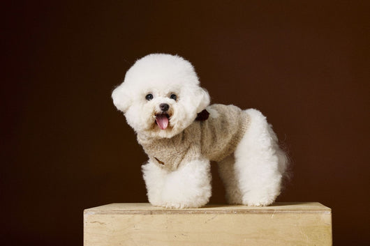 Chaleco Tejido para Perros Schnauzer y Bichón - Diseño 3D con Orejas - Image 9