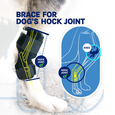 Arnés de Soporte para Patas Traseras en Perros - Image 12
