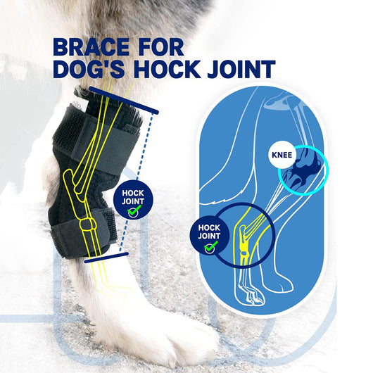 Arnés de Soporte para Patas Traseras en Perros - Image 12