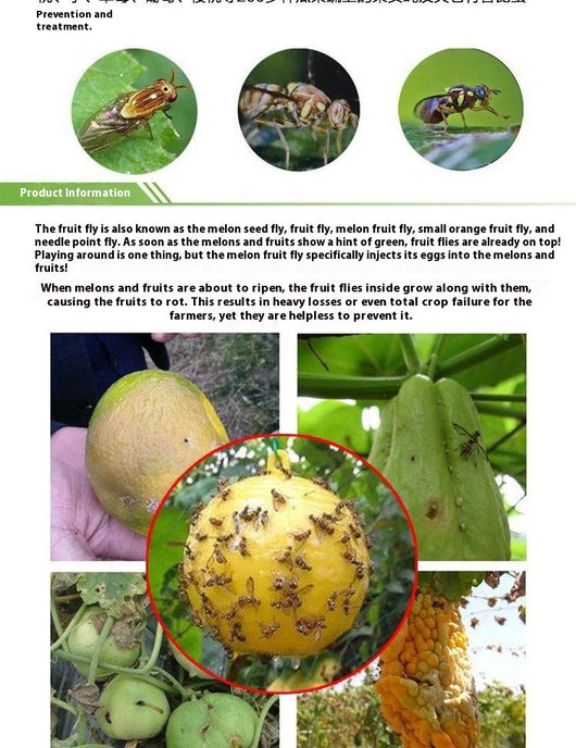 Bola Adhesiva Atrapamoscas de la Fruta Aroma Naranja - Image 8