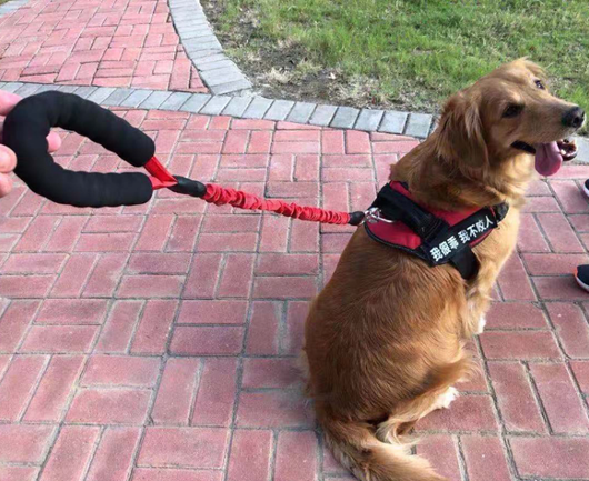 Correa Retráctil Antiexplosión para Perros Okinawa Elástica - Image 16