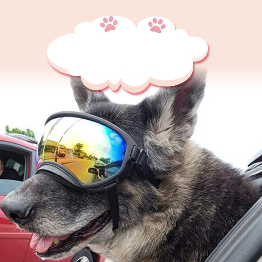 Gafas de Esquí con Estilo para Perros